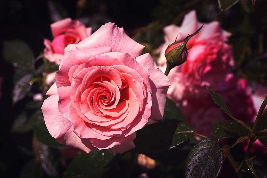 roze ogrodowe - od sadzonki do krzewu